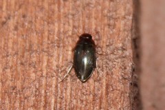 Copelatus chevrolati