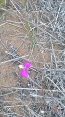 Polygala peduncularis