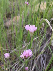 Allium geyeri