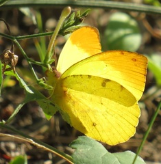 Afrodryas leda