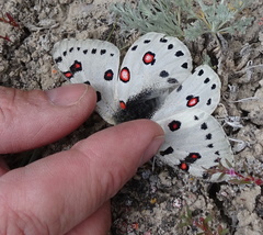 Parnassius apollonius