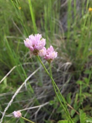 Allium geyeri