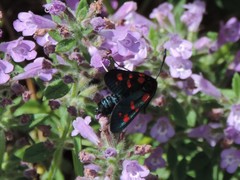 Zygaena filipendulae