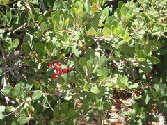 Heteromeles arbutifolia