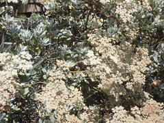 Eriogonum giganteum