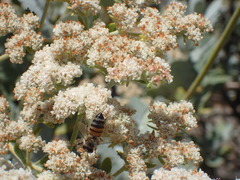 Apis mellifera