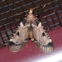 Aglossa costiferalis