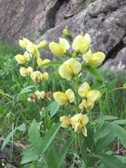 Thermopsis montana