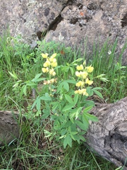 Thermopsis montana