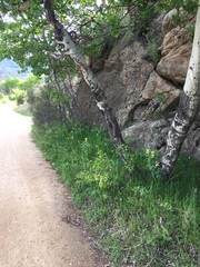 Thermopsis montana