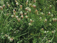 Trifolium incarnatum molinerii