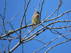 Bombycilla cedrorum image