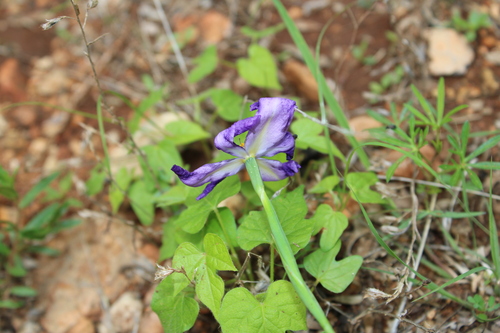 Image of Nemastylis tenuis by (c) Rodolfo Maximiliano Gutiérrez-Sánchez, some rights reserved (CC BY)