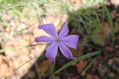 Image of Nemastylis tenuis by (c) Rodolfo Maximiliano Gutiérrez-Sánchez, some rights reserved (CC BY)