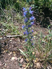 Echium vulgare