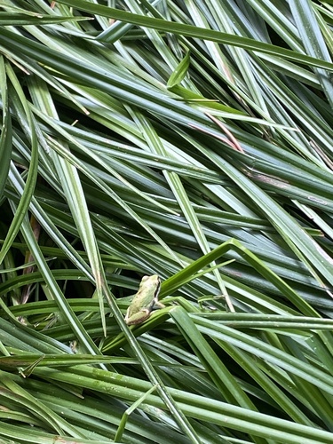 iNaturalist observation photo of Pacific chorus frog