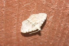 Digrammia gnophosaria