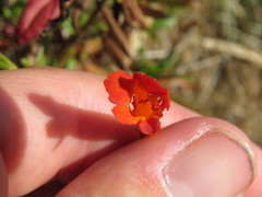 Diplacus parviflorus