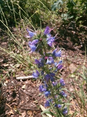 Echium vulgare