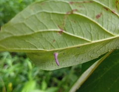 Craneiobia tuba