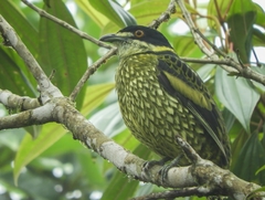 Ampelioides tschudii