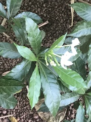 Angiospermae