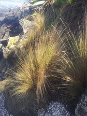 Austrostipa stipoides