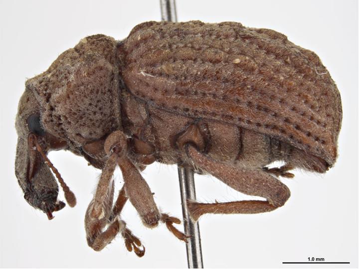 Premnotrypes