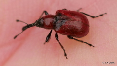 Merhynchites bicolor