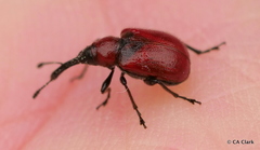 Merhynchites bicolor