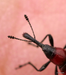 Merhynchites bicolor