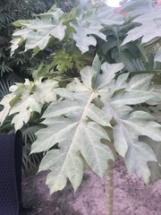 Angiospermae