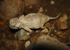 Phrynosoma modestum