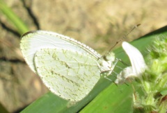 Leptosia alcesta inalcesta