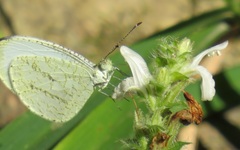 Leptosia alcesta inalcesta