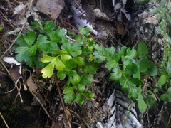 Apium prostratum filiforme
