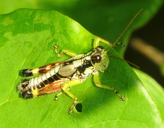 Dendrotettix quercus