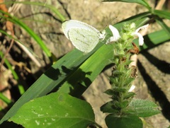 Leptosia alcesta inalcesta