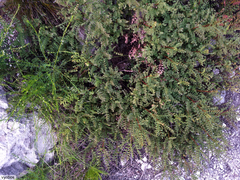 Indigofera langebergensis