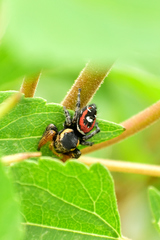 Phidippus cruentus