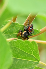 Phidippus cruentus