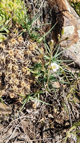 Cherleria circassica, photograph 5