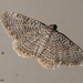 Scallop Shell Moth - Photo (c) Susan Elliott, some rights reserved (CC BY-NC), uploaded by Susan Elliott