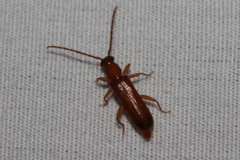 Smodicum cucujiforme