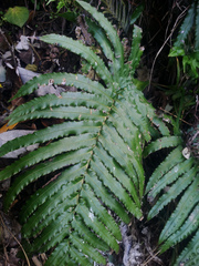 Blechnum triangularifolium