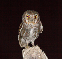 Micrathene whitneyi