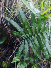 Blechnum triangularifolium