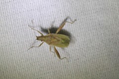 Harmostes reflexulus