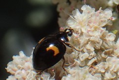Harmonia axyridis