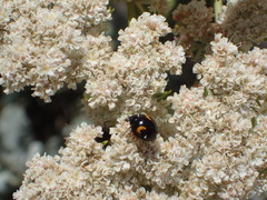 Harmonia axyridis